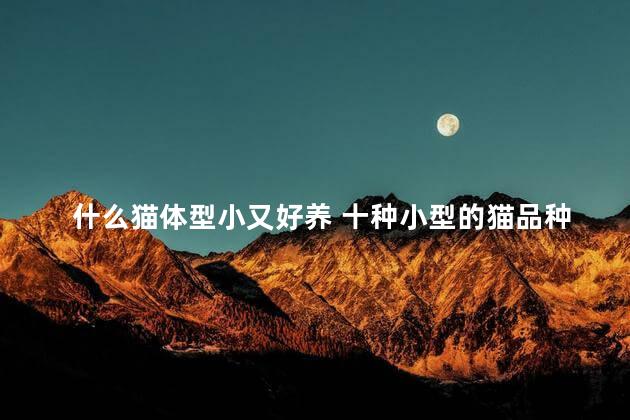 什么猫体型小又好养 十种小型的猫品种